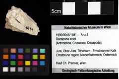 Foto (Objket + Etiketten) von Pithonoton sp. 